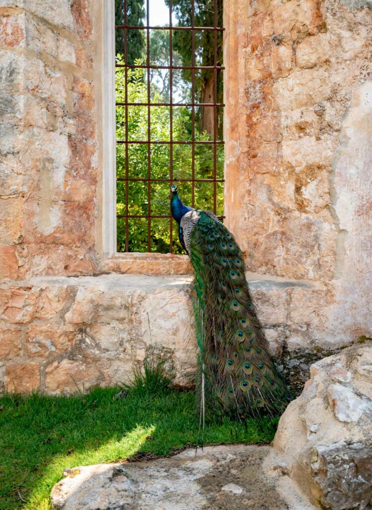 Complete Guide to Lokrum Island (Getting There + Things to Do)