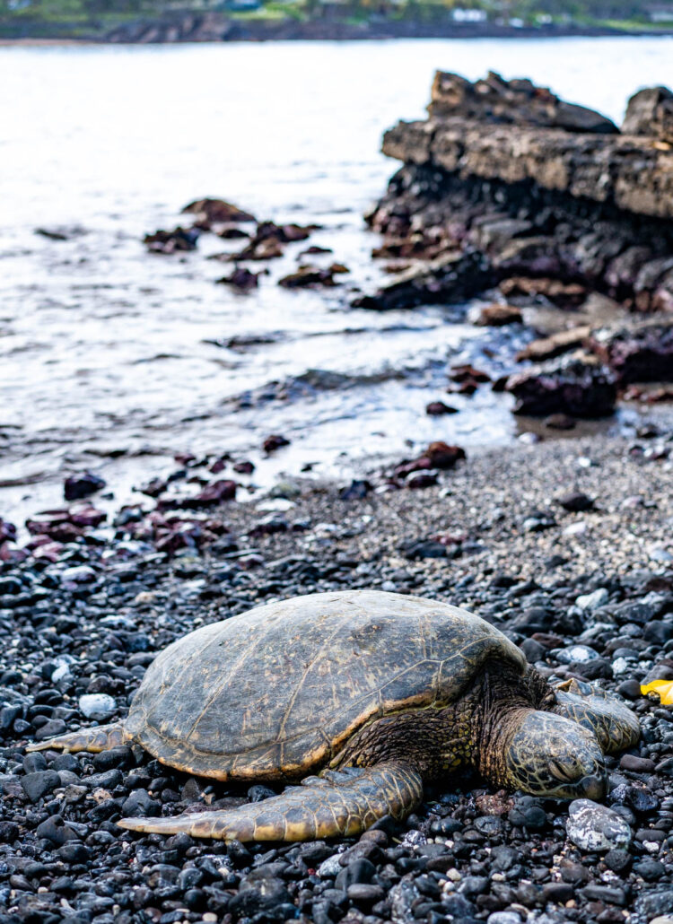 The 10 Best Spots to Find Sea Turtles on Oahu (+ Helpful Tips)