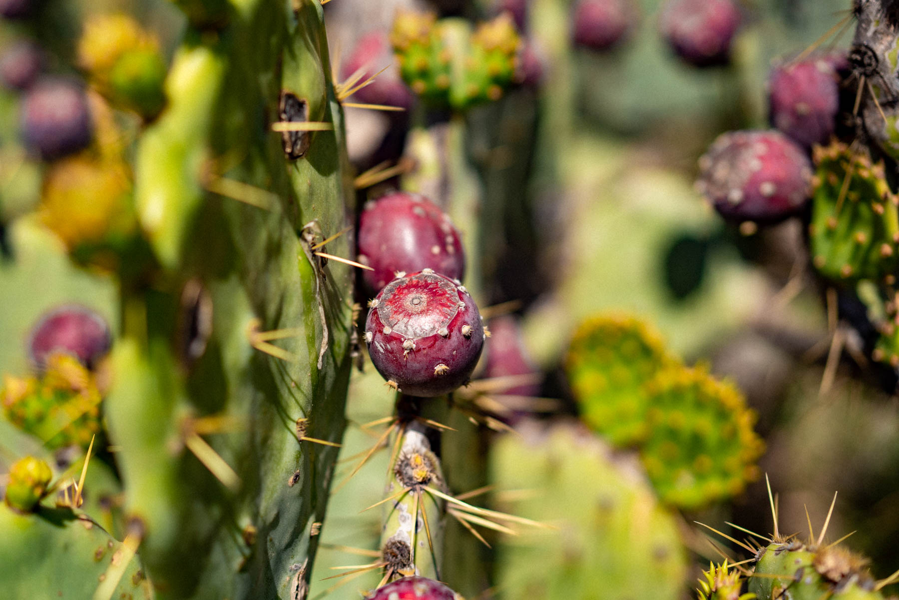 Botanic garden Lokrum Island