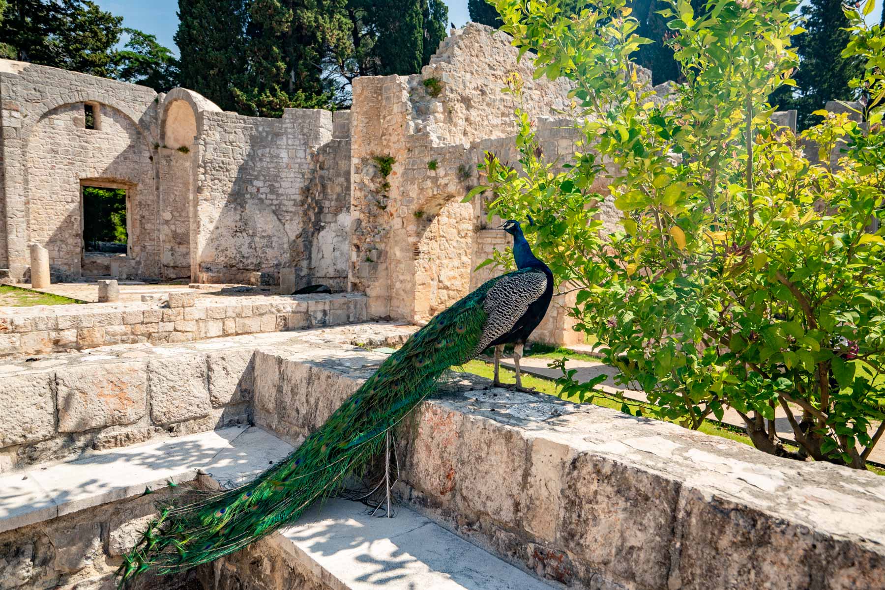 cool things to do Dubrovnik